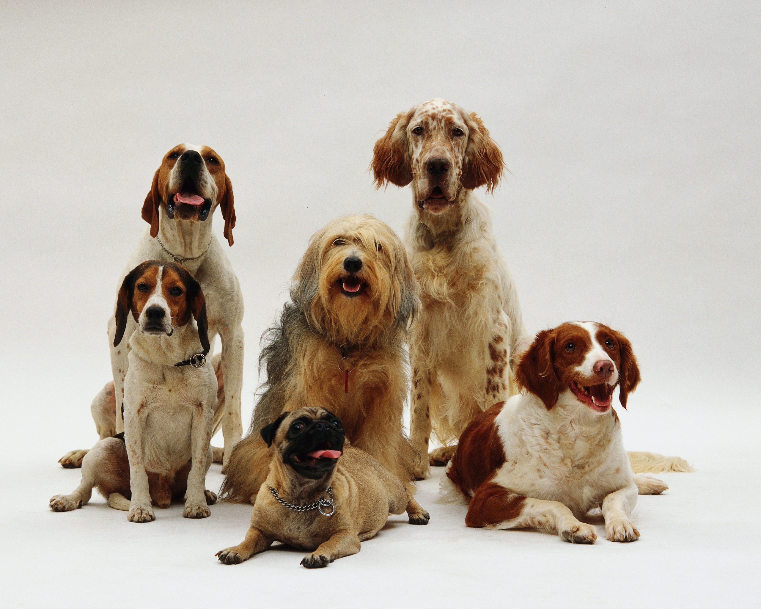 Plusieurs profils de chien